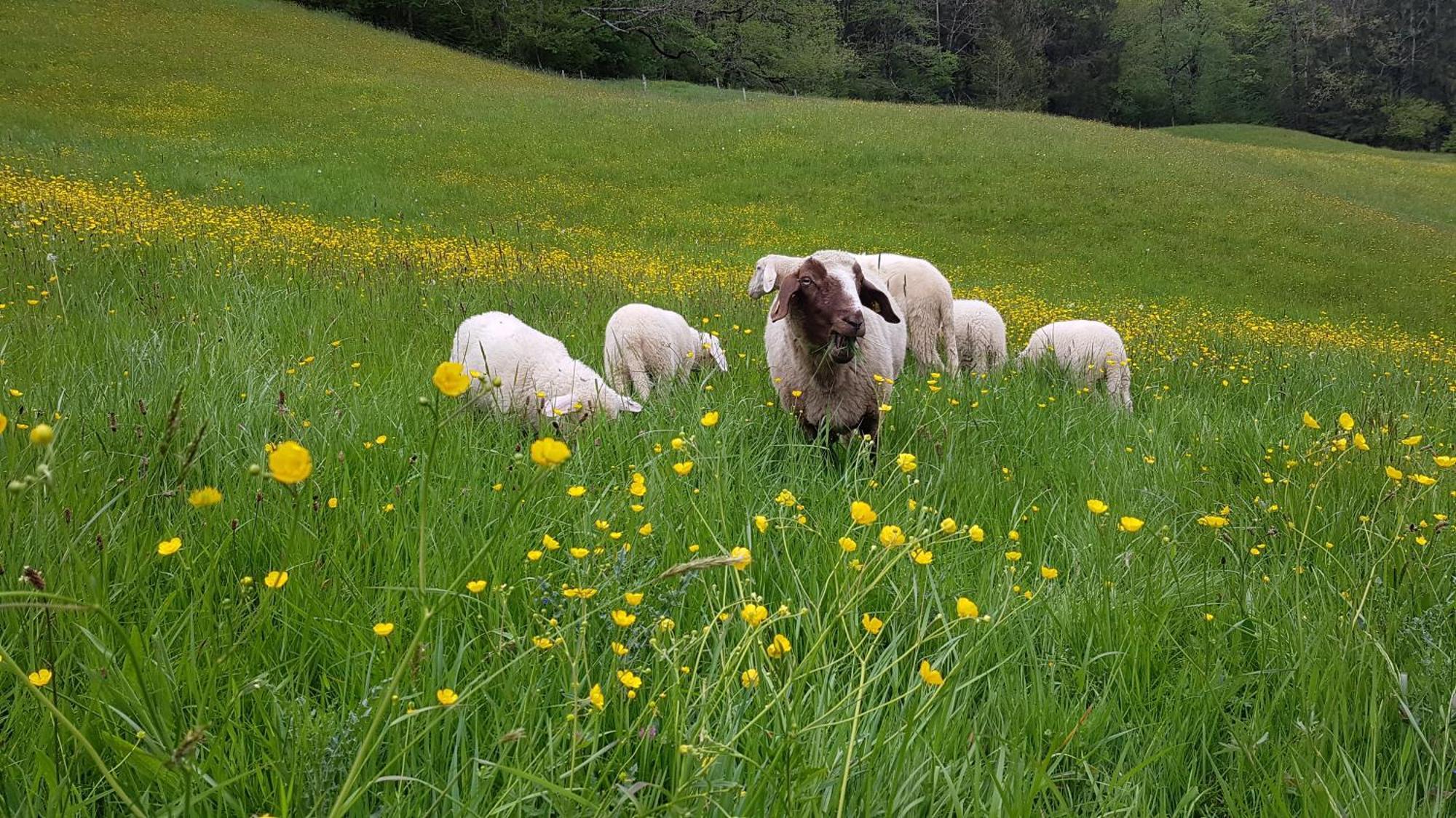 Hinterpommern - Chiemgaukarte Inzell